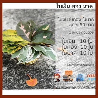🍂ใบเงินทองนาค ใบขนุน ใบมะตูม จำหน่ายใบไม้มงคล พิธี กราบไหว้ ขึ้นบ้านใหม่ งานแต่ง ชุดละ 50 บาท 🍃🌲 🌳 🌴 🌱 🌿 ☘️ 🍀 🎍 🎋