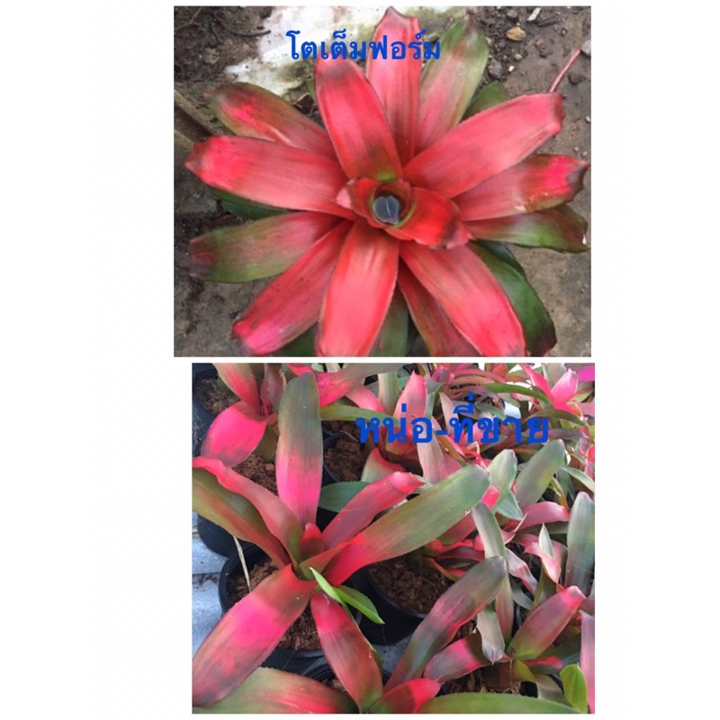 หน่อ-Neo Grace # ต้นสับประรดสี  #bromeliad#ต้นไม้สวยงาม# ไม้ประดับ# ตกแต่งบ้าน#bromeliad# ไม้ประดับ# ไม้มงคล# ขายถูก