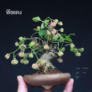 W微盆景绿植盆栽鬼箭羽卫矛真弓小老桩盆景花卉室内阳台庭院植物ราคาท ด ท ส ด