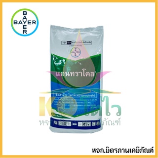 แอนทราโคล 1 กิโลกรัม บริษัท ไบเออร์ เป็นสารป้องกันโรคใบจุดสีน้ำตาลสาเหตุจากเชื้อรา เชื้อราน้ำค้าง