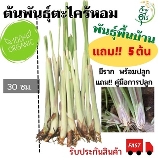 ต้นพันธุ์ตะไคร้หอม lemon grass คัดพันธุ์ มีรากพร้อมปลูก หอมมาก ตะไคร้กันยุง หน่อตะไคร้ ตะไคร้หอมสด สมุนไพร ผักสวนครัว