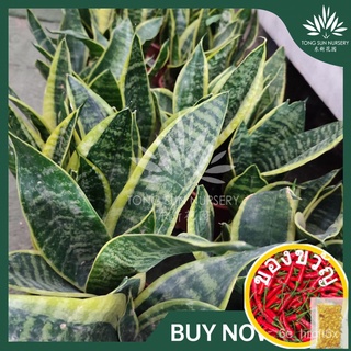 TSN Sansevieria งูพืช Vera Tree Tree ต้นไม้ Vera aloevera ต้นไม้ตกแต่งดอกไม้ตกแต่งต้นไม้ตกแต่งในบ้าน R เมล็ด XBCY