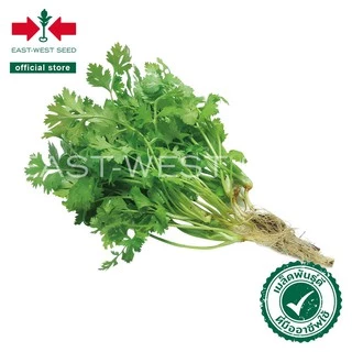 ศรแดง เมล็ดพันธุ์ผักชี สายสมร (East-West Seed) เมล็ดพันธุ์ เมล็ดพันธุ์ ผักสวนครัว ตราศรแดง