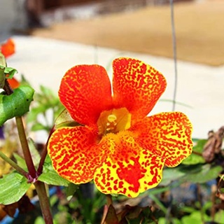 เมล็ดพันธุ์ มิมิวลัส / ไทเกอร์ มังกี้ mimulus tigrinus tiger monkey 400 เมล็ด เมล็ดพันธุ์นำเข้าจาก อังกฤษ