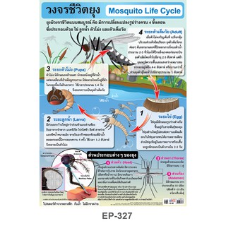 INTOP By OST Plastic Poster โปสเตอร์พลาสติก สื่อการเรียนรู้ Mosquito Life Cycle วงจรชีวิตยุง: 50x70 Cm #EP-327