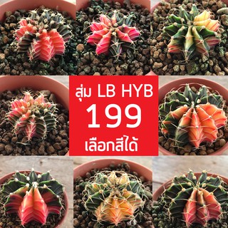 ✨LB HYB✨ด่างสวย เลือกสีได้ ส่งทั้งกระถาง