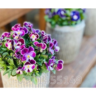 เมล็ดดอกแพนซี่/ไวโอล่า/บรรจุ50เมล็ด Pansy(Viola) เมล็ดนำเข้า