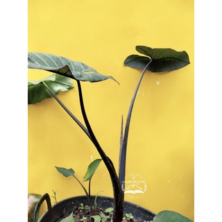 คูนก้านดำ ออดิบก้านดำ ออดิบ ก้านดำ บอนกานดำ Colocasia sp.  ARACEAE ทานได้ ก้านใบสีดำ