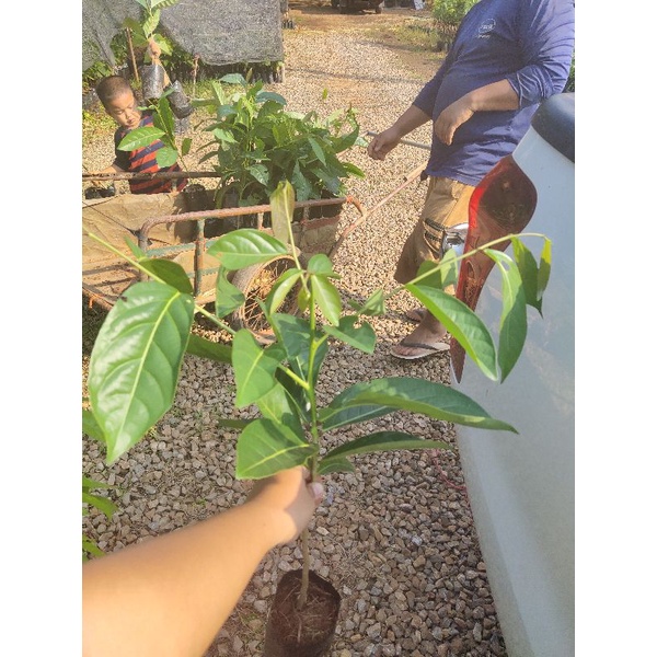 ต้นมันปู 🌱ผักทานใบ 🌟ออแกนิค ปลอดสาร