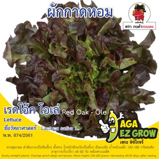 เมล็ดพันธุ์ ผักสลัดเรดโอ๊ค บรรจุ 0.2 กรัม