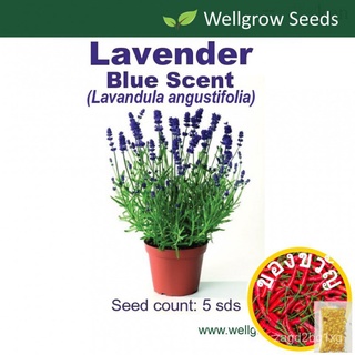 Flower Seeds : Lavender Blue Scent Early Prime (5sds) กางเกง/แม่และเด็ก/เมล็ด/ผู้ชาย/หมวก/พาสต้า/กระโปรง/แอปเปิ้ล/คื่นฉ่