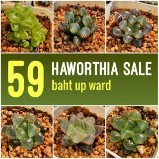 ฮาโวเทียจิ๋ว ขนาด 1.5 เซนติเมตร กระถาง 2 นิ้ว 1 ต้น G Succulents Special Sale รู้สึกเล็กไป ไม่สบายใจ ไม่กดสั่งนะคะ