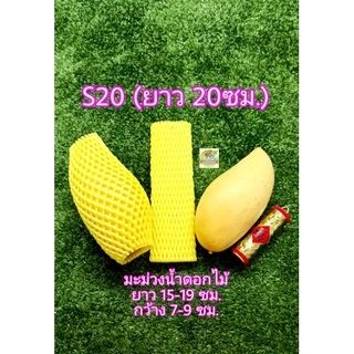 โฟมห่อผลไม้ 100 ชิ้น ตาข่ายโฟมห่อผลไม้ ยาว 10/12/20/22/24 ซม. เส้นเล็ก(S) โฟมห่อมะม่วง โฟมห่อมะยงชิด Foam Fruit Net COD