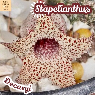 [เก๋งจีนดอกดาวจุดแดง] Stapelianthus Decaryi ส่งพร้อมกระถาง แคคตัส Cactus Succulent Haworthia Euphorbia ไม้หายาก