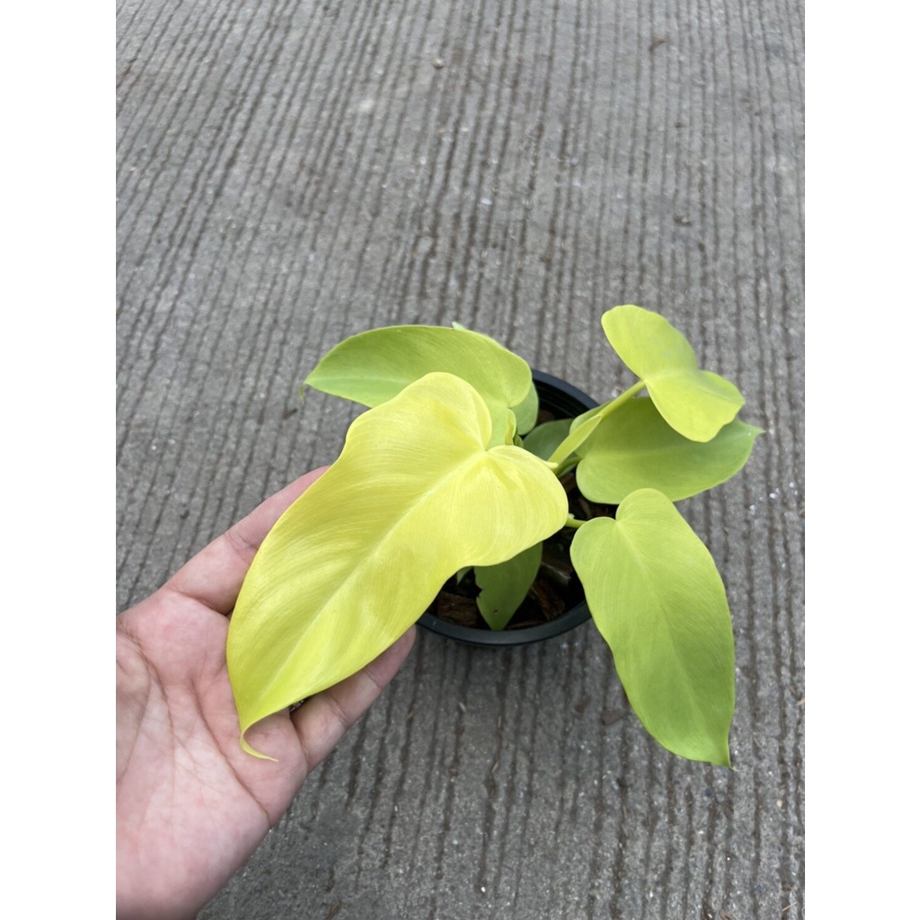 มุมมอง 5