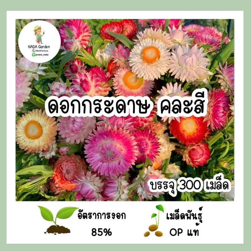 เมล็ดพันธุ์ ดอกกระดาษ คละสี 300เมล็ด (straw flower 300seed)