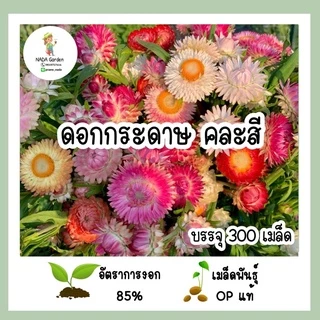 เมล็ดพันธุ์ ดอกกระดาษ คละสี 300เมล็ด (straw flower 300seed)