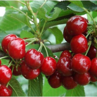 เมล็ดพันธุ์ เชอรี่แดง (Red Cherry Seed) บรรจุ 5 เมล็ด