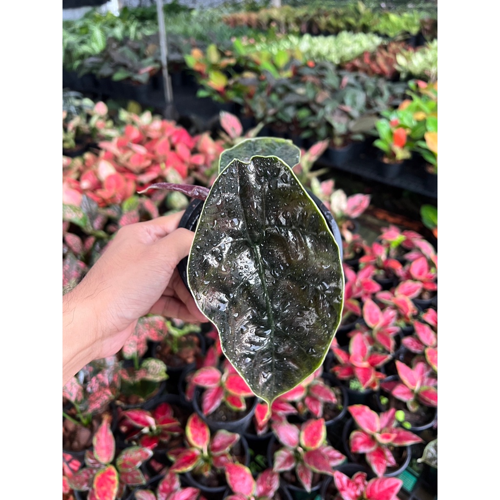 มุมมอง 3