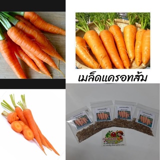 เมล็ดพันธุ์ แครอทส้ม Carrot บรรจุ 200-250เมล็ด