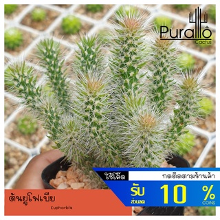 ต้นยูโฟเบีย Euphorbia  #ยูโฟเบีย #บอนไซ