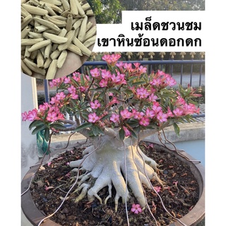 เมล็ดชวนชมสายพันธุ์เขาหินซ้อนดอกดก จำนวน 50 เมล็ด