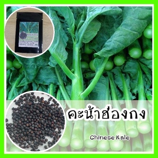 พร้อมส่ง ❗ รหัส 104 เมล็ดพันธุ์ OP แท้   คะน้า - Chinese Kale คะน้าฮ่องกง เมล็ดคะน้า กรอบมากกว่า เมล็ดพันธุ์นำเข้า