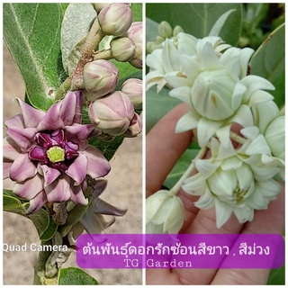 ต้นดอกรัก ดอกรักซ้อนสีขาว,สีม่วง