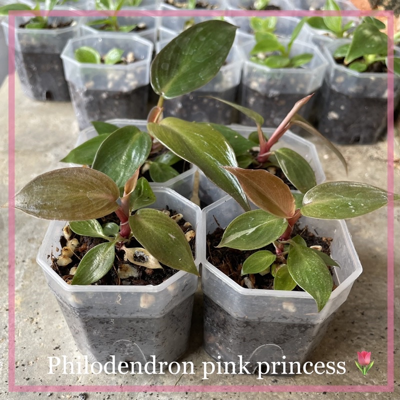 Philodendron pink princess เจ้าหญิงสีชมพู 2 เดือน