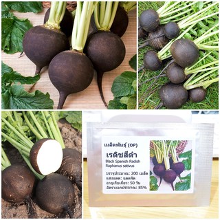 เมล็ดพันธุ์ แรดิชสีดำ สเปน Black Spanish Radish Seed บรรจุ 200 เมล็ด คุณภาพดี ราคาถูก ของแท้ 100%