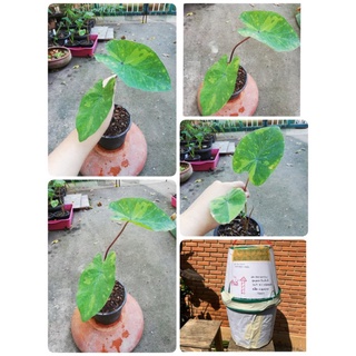 บอน Colocasia lemon lime gecko บอนสีเลม่อน ไม้ด่าง ใบมีตำหนิ  จัดส่งทั้งกระถางแบบแพ็ค​ตะกร้า​ค่ะ​