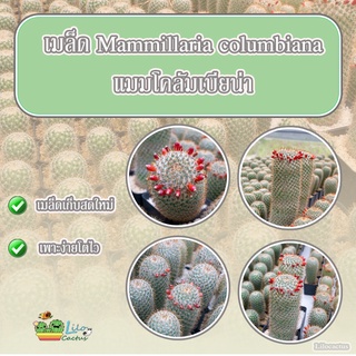 เมล็ด แมมโคลัมเบียน่า  Mammillaria columbiana  1 ซอง 50 เมล็ด