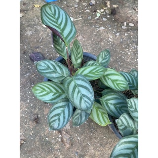 คล้าทีแนนเท ซีโตซา  คอมแพคสตาร์🌿 Calathea setosa compact star