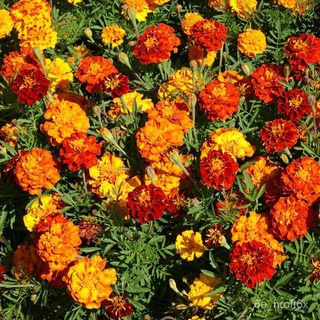 [Plantfilled] Marigold Frilly Francais Seeds | Flowers - 10 seedsสร้อยข้อมือ/เมล็ด/กุหลาบ/บ้านและสวน/แอปเปิ้ล/เสื้อ/ผู้ช