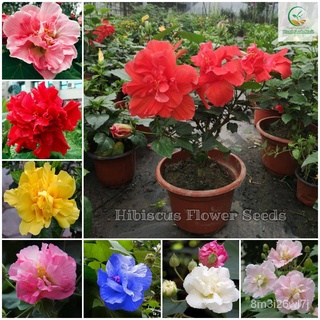 （เมล็ดพันธุ์ ถูก คละ）เมล็ดพันธุ์ ชบา ต้นชบา บอนสี Hibiscus Flower Seeds บรรจุ100 เมล็ด เมล็ดดอกไม้ บอนไซ ต้นไม้ ไม้ประดั