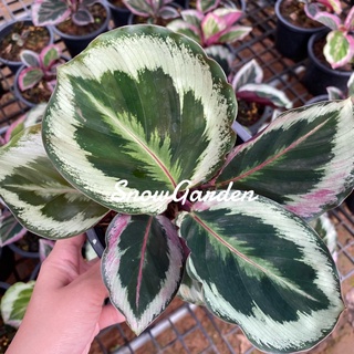 คล้านกยูง ลายเงิน 🦚 Calathea roseopicta Illustris  กระถาง5นิ้ว