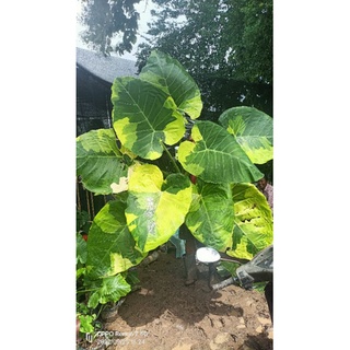 ออดิบด่างเหลืองอันดามัน(Leucocasia gigantea yellow andaman variegated)