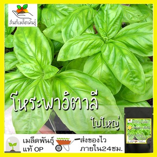 เมล็ดพันธุ์ โหระพาใบใหญ่ อิตาเลี่ยน เบซิลใบใหญ่ 400 เมล็ด Large Leaf Italian Basil เมล็ดพันธุ์แท้ นำเข้าจากต่างประเทศ