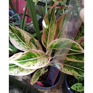 มณีล้อมเพชร20-30ซม.ขอบใบสีชมพู1ต้น/3ต้น อโกลนีม่า Aglaonema.