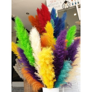 Rarin ดอกเลาย้อมสี (จำนวน 10 ก้าน) ขนาด 100 cm. เป็นดอกไม้ธร…