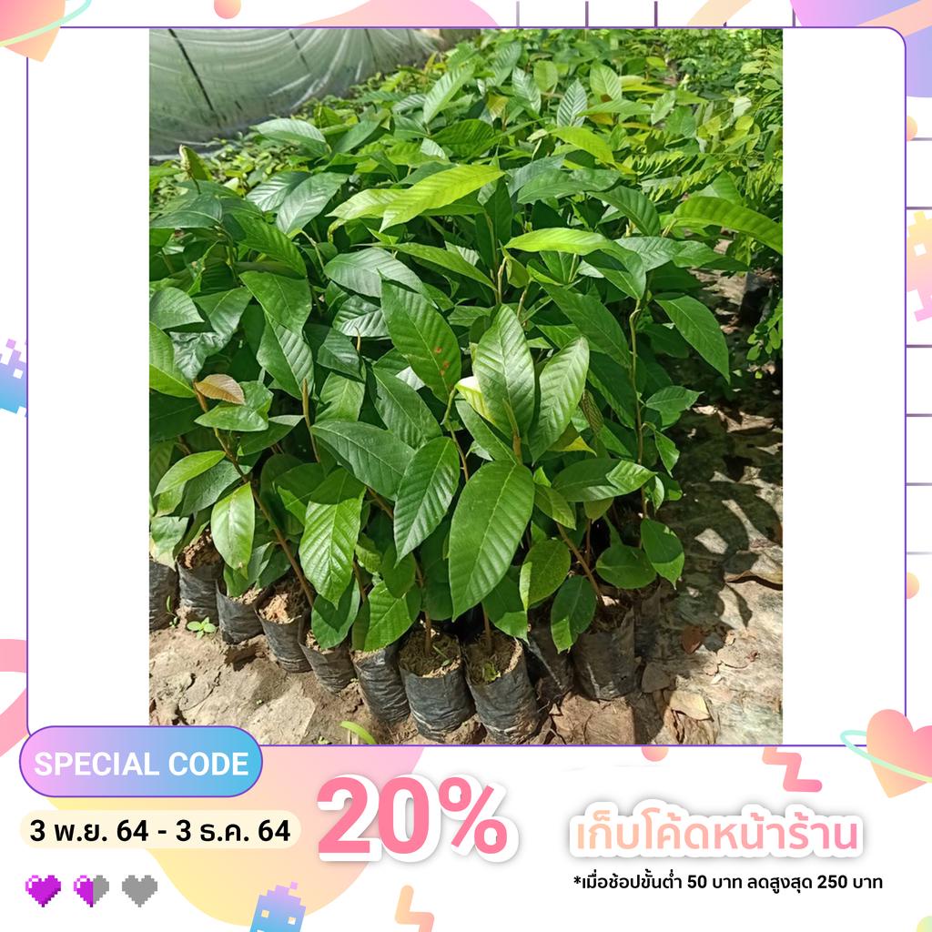 ต้นกล้ายางนา ความสูง 20-30 เซน