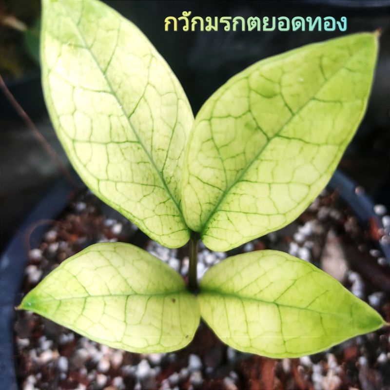 กวักมรกตยอดทองกระถาง 4 นิ้วรูปที่ 2-5 (ใบ&กิ่งชำ 15/7/2568)