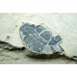 [อายุกว่า 505 ล้านปี!!!] #39 ฟอสซิล ไทรโลไบต์ Elrathia Kingi Trilobite ของแท้ ขนาดเล็ก บน Matrix จาก USA