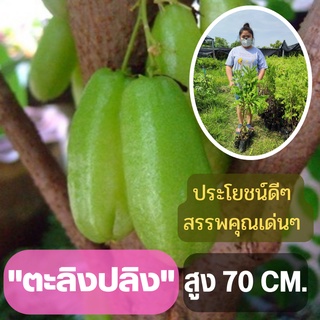 รสเปรี้ยว ลูกดก 1 ต้น ต้นตะลิงปลิง (ขนาดใหญ่) ตะลิงปลิง สูง 80 ซม. ต้นพันธุ์พร้อมปลูก ต้นพันธุ์ตะลิงปลิง ต้นพร้อมส่ง