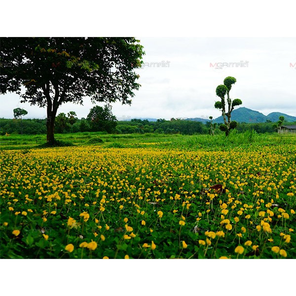 เมล็ดถั่วบราซิล  1ซอง 15 เม็ด 29 บาท  ปลูกคลุมดินมีดอกสีเหลืองสวยงาม ออกดอกตลอดทั้งปี เหยียบได้  ทนแล้ง