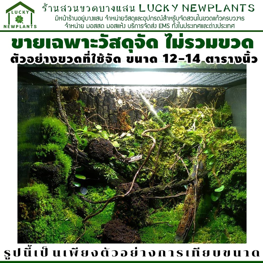 ชุดจัดสวนในขวดแก้ว ขนาดใหญ่พิเศษ จัดได้ 12-14 ตารางนิ้ว ราคา ถูกที่สุด ดีลบีเคเค แกลเลอรีภาพที่ 7
