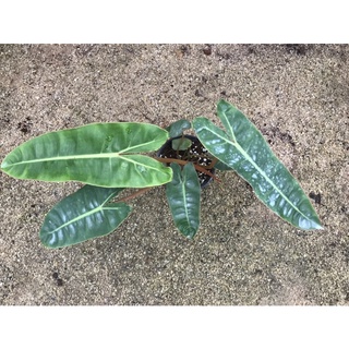 ฟิโลเดนดรอนก้านส้ม (Philodendron billietiae Croat) ขนาด 6 นิ้ว