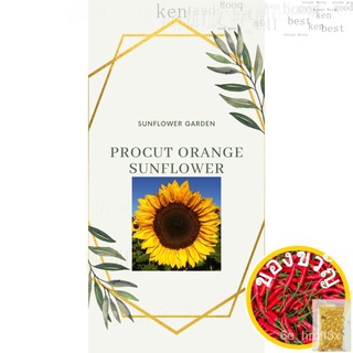 Procut Orange (10เมล็ด) เมล็ดพันธุ์ seeds EUYT