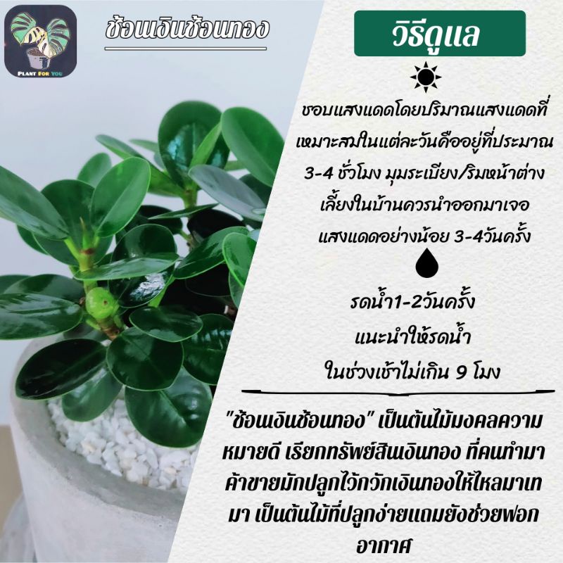 ☘️ช้อนเงินช้อนทอง Ficus Annulata (ต้นไม้ฟอกอากาศ) พร้อมกระถางเบลล่า5