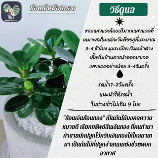 ☘️ช้อนเงินช้อนทอง Ficus Annulata (ต้นไม้ฟอกอากาศ) พร้อมกระถางเบลล่า5"(นิ้ว)+เม็ดPopper+ขาตั้งไม้สน